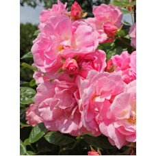 Троянда Chaplin's Pink Cluster Плетиста