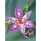Трициртіс (садова орхідея) Formosana stolonifera