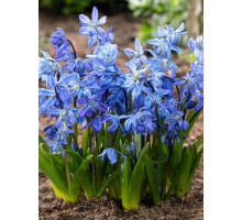Пролісок siberica 6/7