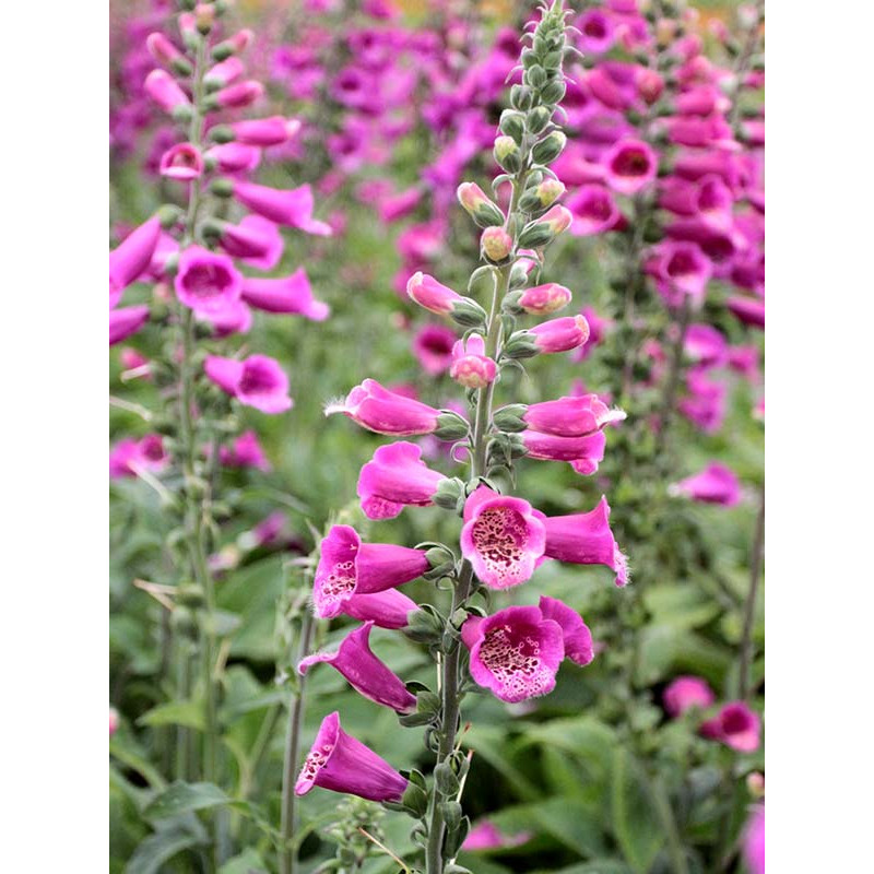 Дігіталіс Purpurea Virtuoso Red