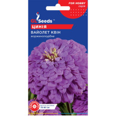 Насіння Цинія Вайолет Квін 0,5 г GL Seeds