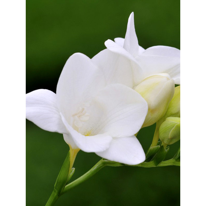 Фрезія White проста 5+