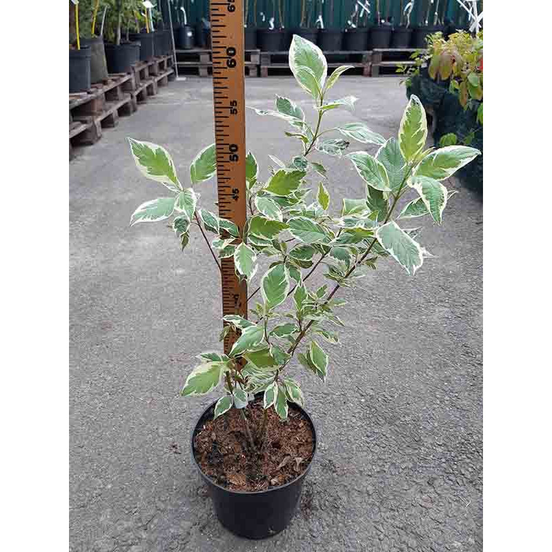 Дерен білий Sibirica Variegata С3