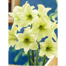 Гіпеаструм (Амариліс) Lemon Lime (Лемон Лайм) 26/28 (1 шт)