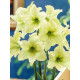 Гіпеаструм (Амариліс) Lemon Lime (Лемон Лайм) 26/28 (1 шт)