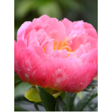 Півонія Coral Charm (Корал Чарм) трав'яниста