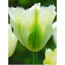 Тюльпан зеленоквітковий Spring green (Спринг Грин)