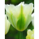 Тюльпан зеленоквітковий Spring green (Спринг Грин)