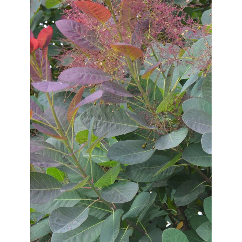 Скумпія шкіряста Purpureus С3