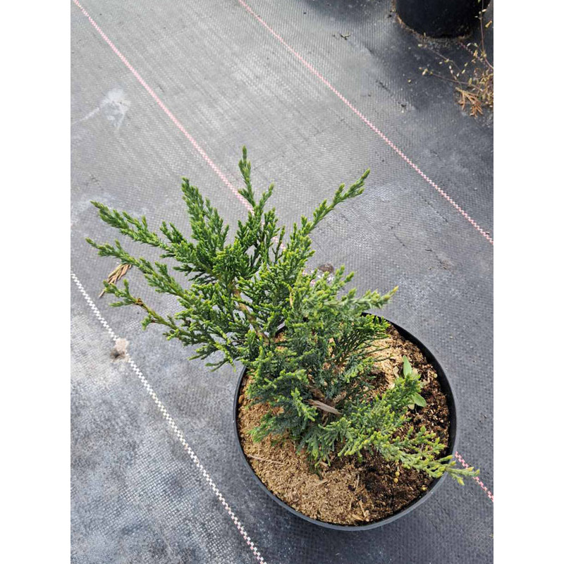 Можжевельник казацкий Тамарисцифолия (Tamariscifolia) С3