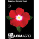 Барвінок Хетвейв Черрі червоний 10 шт Leda Agro