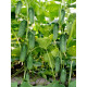 Огірок Арктика F1 10 нас GL Seeds 