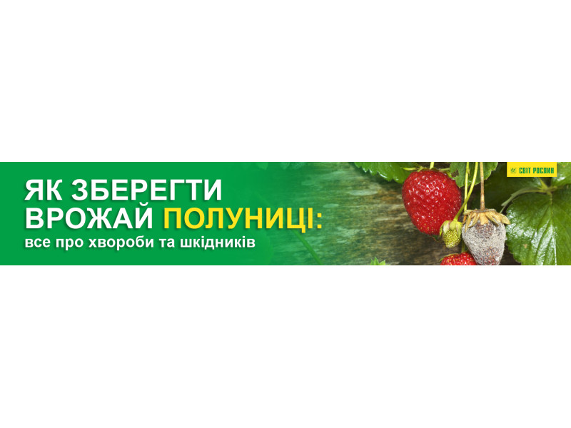 Як зберегти врожай полуниці: все про хвороби та шкідників
