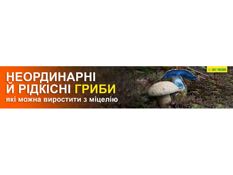 Неординарні й рідкісні гриби, які можна виростити з міцелію