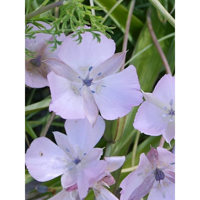 Калохортус Uniflorus Cupido 4+
