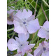 Калохортус Uniflorus Cupido 4+