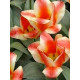 Тюльпан Грейга Mothers Love