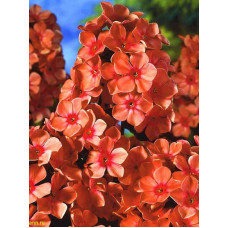 Флокс багаторічний Orange Perfection 1 (1 шт)