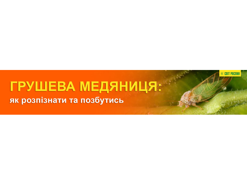 Грушева медяниця: як розпізнати та позбутись