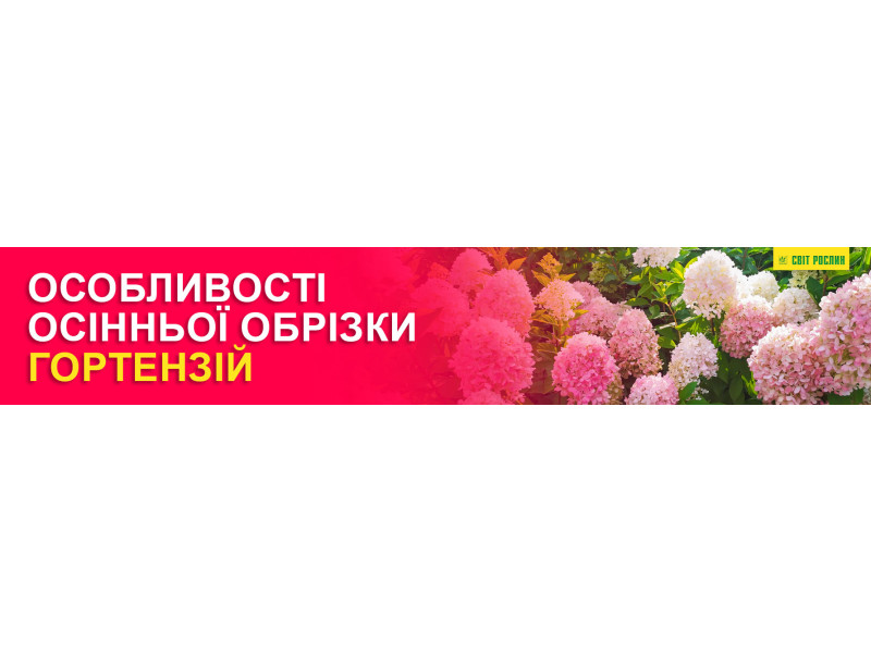 Особливості осінньої обрізки гортензій