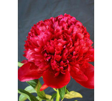 Півонія трав'яниста Red Charm (Ред Шарм) 2/3 (1 шт)
