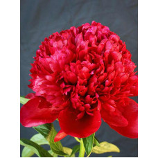 Півонія трав'яниста Red Charm (Ред Шарм) 2/3 (1 шт)