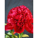 Півонія трав'яниста Red Charm (Ред Шарм) 2/3 (1 шт)