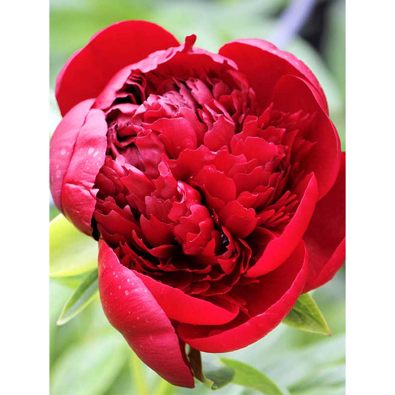 Півонія трав'яниста Red Charm (Ред Шарм) 2/3 (1 шт)