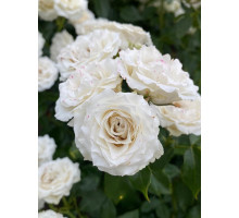 Троянда бордюрна Вайт Леді (White Lady)
