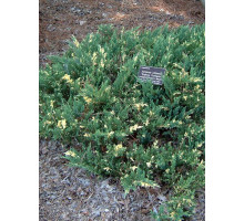 Ялівець горизонтальний Андорра Варієгата (Andorra Variegata) С3