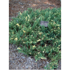 Можжевельник горизонтальный Андорра Вариегата (Andorra Variegata) С3