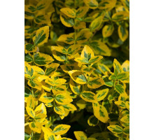 Бруслина (бересклет) Форчуна Emerald Gold C1 10-15 см