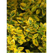 Бруслина (бересклет) Форчуна Emerald Gold C1 10-15 см