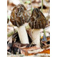Міцелій Сморчок конічний