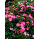Роза Фуксия Мейландекор (Fuchsia Meillandecor) Почвопокровная