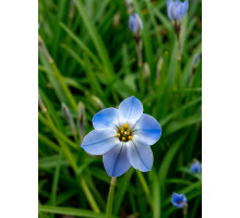 Ифейон Rolf Fiedler 4+
