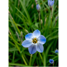 Іфейон Rolf Fiedler 4+