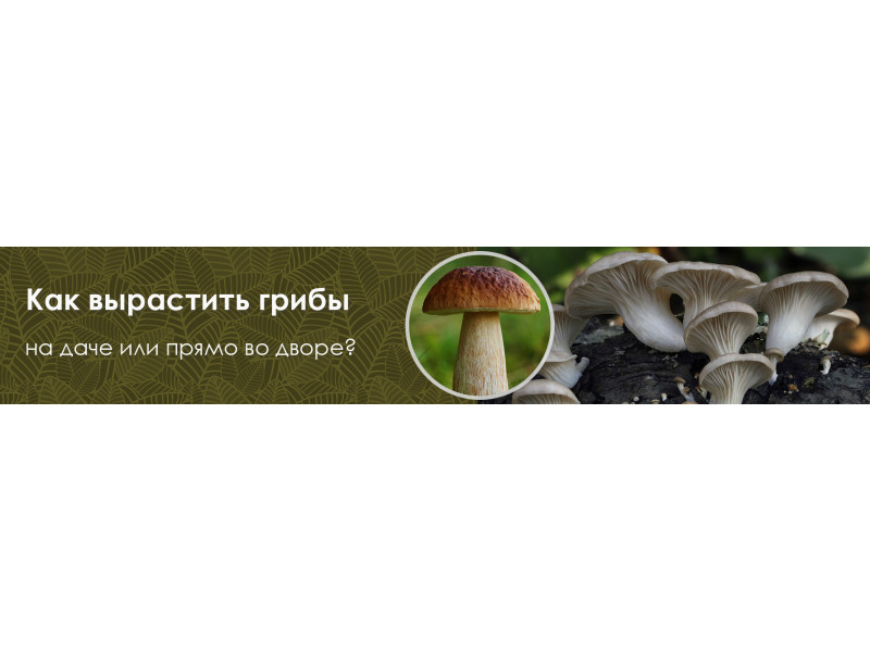 Як виростити гриби на дачі або прямо у дворі?