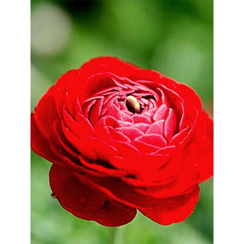 Лютик (ранунукулюс) Red 6/7