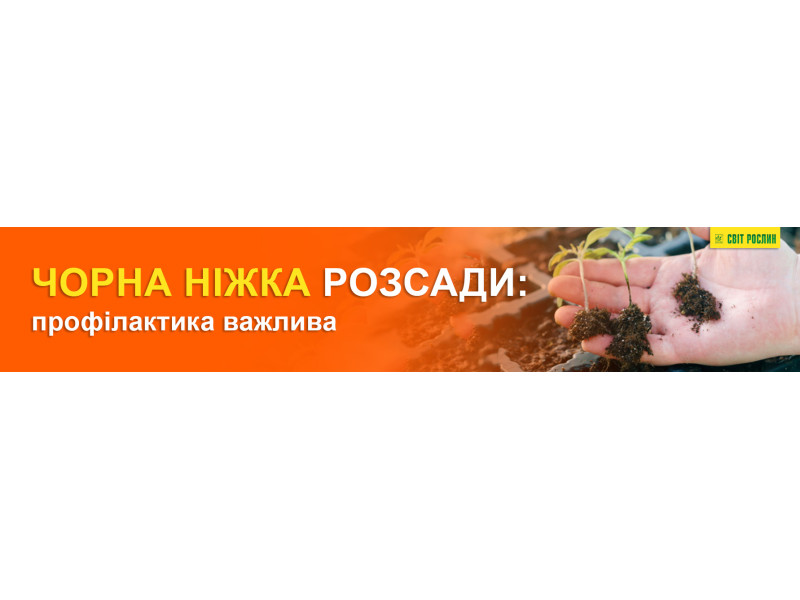Чорна ніжка розсади: профілактика важлива