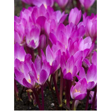Колхікум (Пізньоцвіт) Cilicicum purpureum (1 шт)