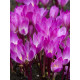Колхікум (Пізньоцвіт) Cilicicum purpureum (1 шт)