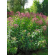 Посконник пятнистый Атропурпуреум (Atropurpureum) С2