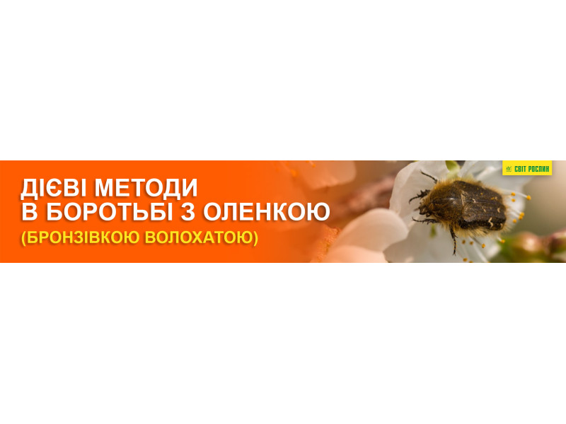 Дієві методи в боротьбі з оленкою (бронзівкою волохатою)