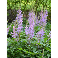 Астильба chinensis Pumila 2-3 (1 шт)