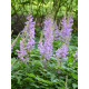 Астильба chinensis Pumila 2-3 (1 шт)