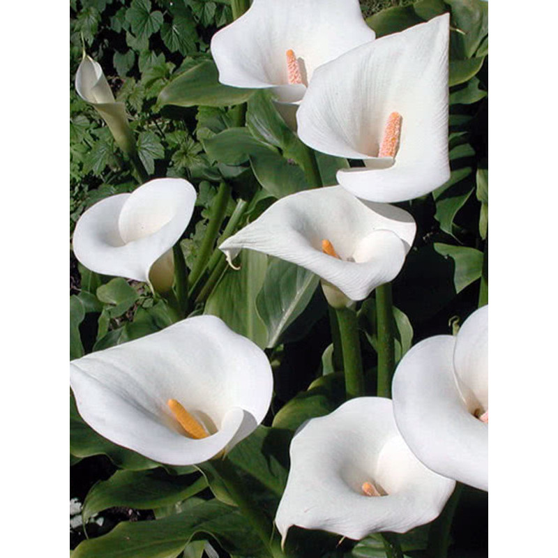 Кала Aethiopica 12/14 (1 шт)