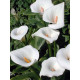 Кала Aethiopica 12/14 (1 шт)