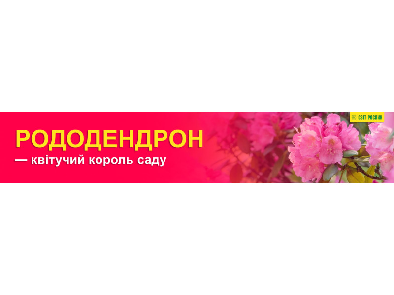 Рододендрон — квітучий король саду