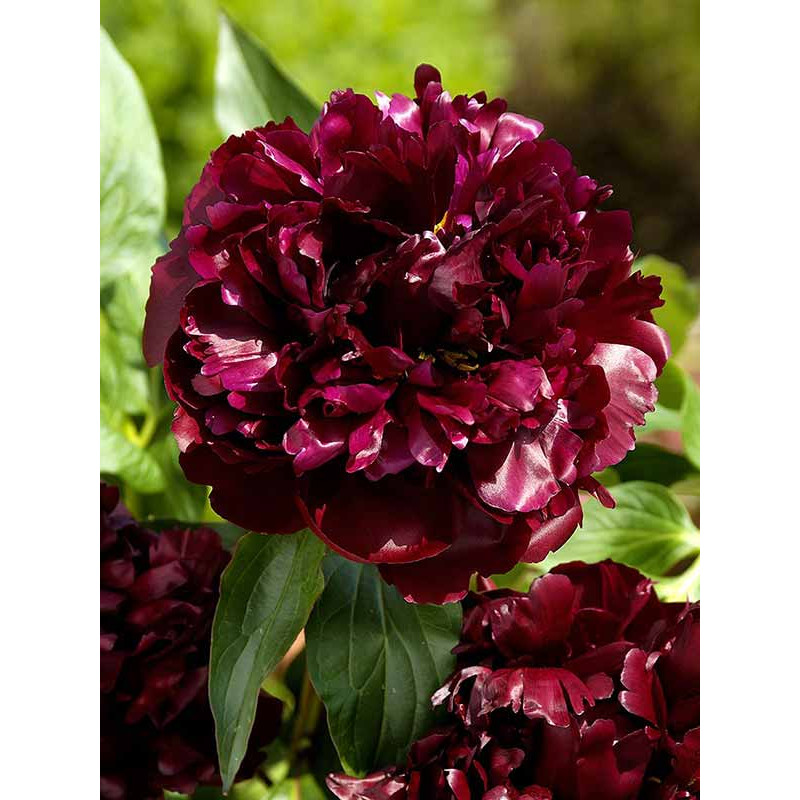 Півонія Black Beauty
